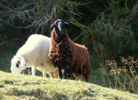 Ovce domc