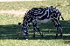 Zebra grvyho 000.JPG
