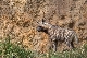 Hyena han 000.CR2.jpg
