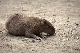 Kapybara 000.CR2.jpg