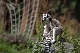 Lemur 000.CR2.jpg