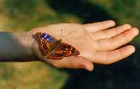 Motýl v ruce